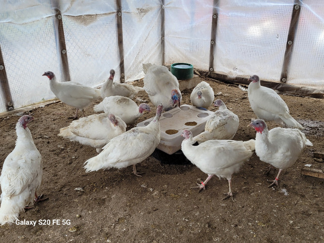 Beltsville Small White Turkey fertilized eggs in Livestock in Oshawa / Durham Region - Image 4