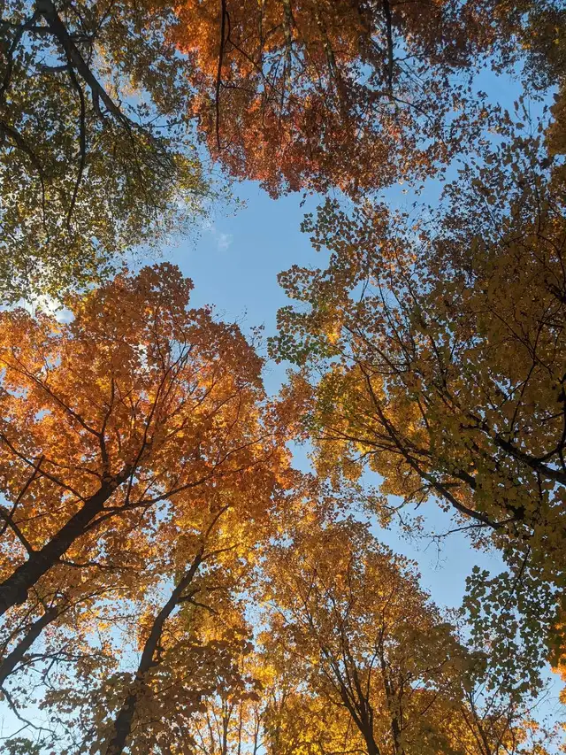 Rustic Off-Grid Yurt Retreat – Beta Stays Welcome! in Ontario in Canada - Image 5