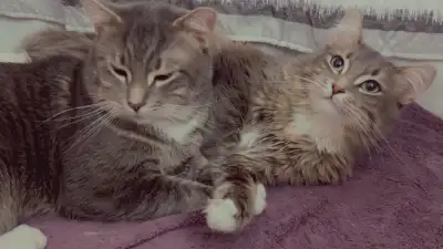 Selling cats for 100$, View more