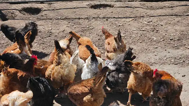 Fertilized /  Hatching chicken eggs in Livestock in Hamilton - Image 7