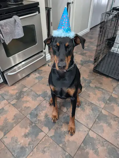Thor is 2 years old. He is a male European doberman. He is fixed and up to date with shots. About hi...