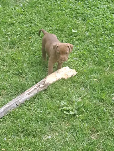 Puppies for sale, View more