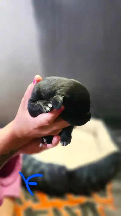Daniff newfie pups Ready to go july 20th Great dane mastiff newfie