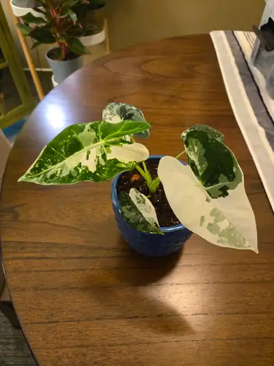 4in Frydek plant, View more