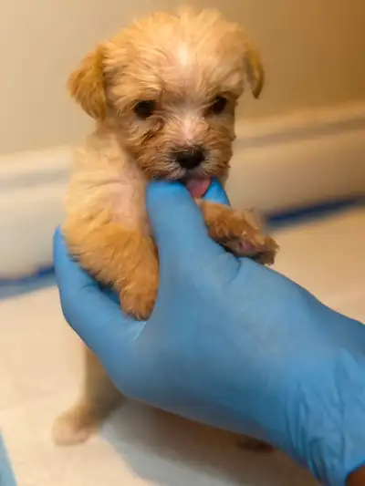 Shorkies for sale, View more