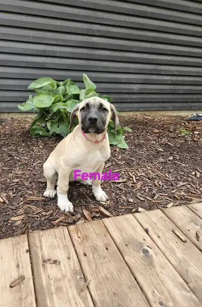 Female Pyrenees Cane Corso puppies, View more
