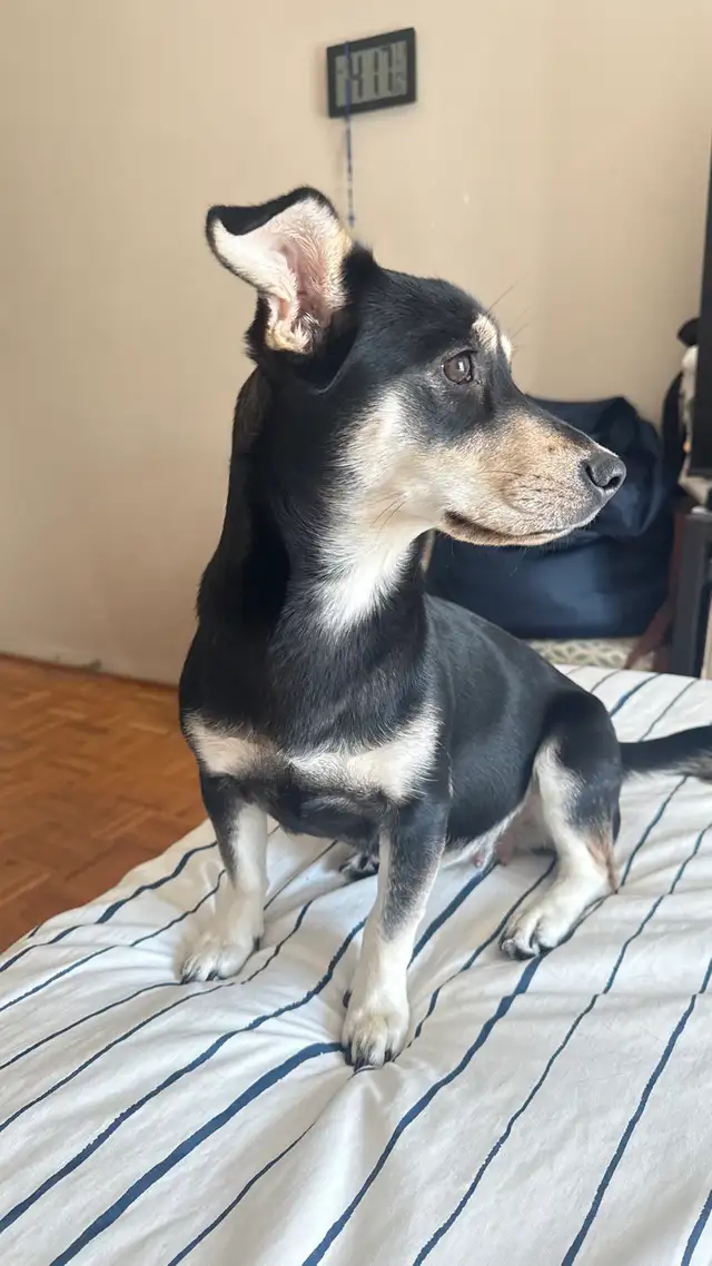 Finleigh – Female Corgi Mix Looking for an Experienced Home in Dogs & Puppies for Rehoming in City of Toronto - Image 6
