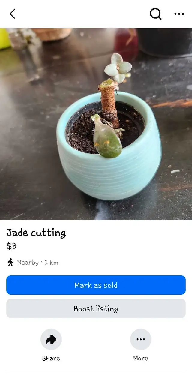House plants for sale or trade62863284682114122
