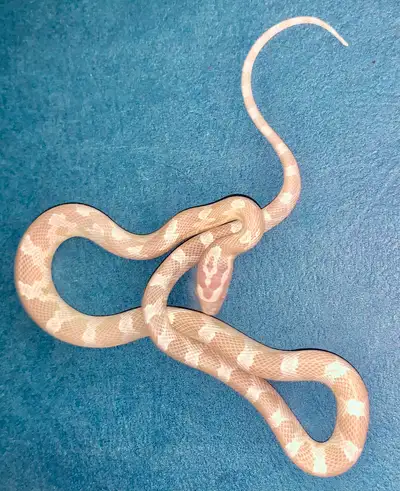 Baby Snow Het Caramel + , View more