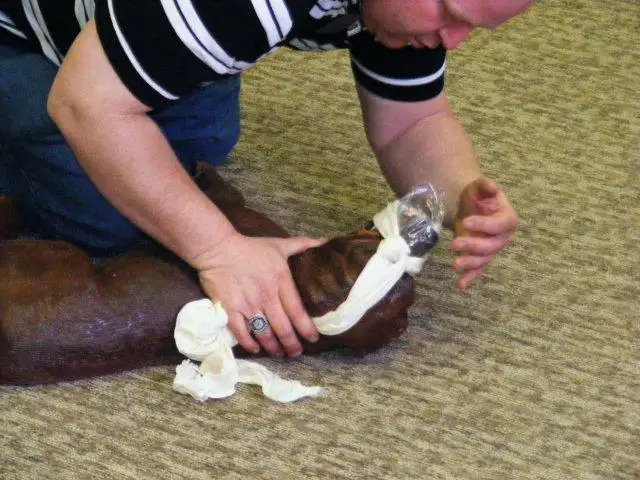 Pet First aid course471854969646622723