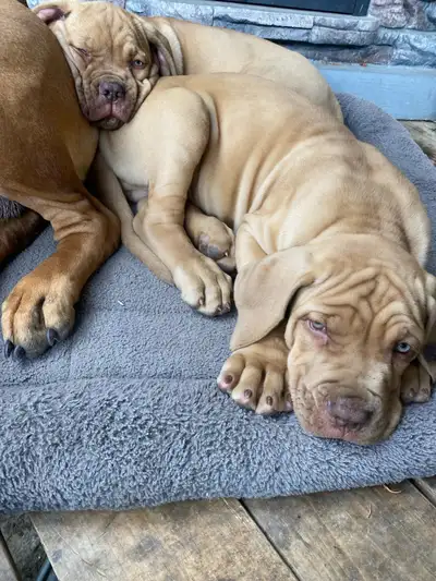 Boerboel pups, View more