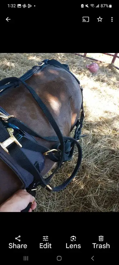 pony carts  homemade  field cart and nylon harness, View more