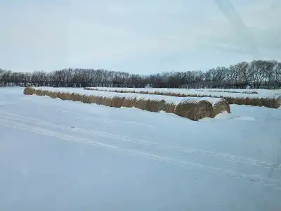 2025 2nd cut - had rain, lower quality - 1680 lbs bales , $75/bale 100+ bales Coarse hay bales - no...