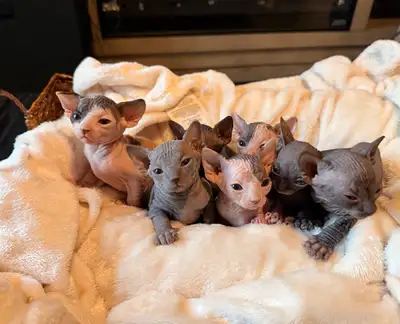 Sphynx kittens, View more
