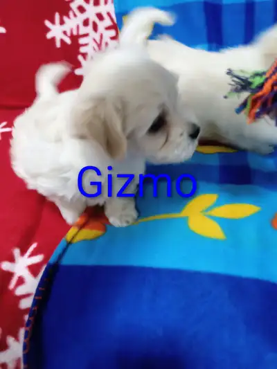 Havanese  Puppies, View more