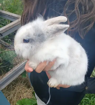 A vendre lapin nain tête de lion, View more