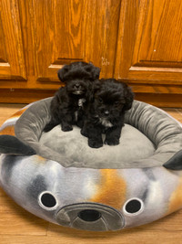 5 Beautiful and Unique Shih Poo Puppies