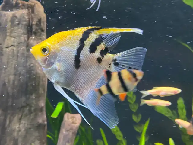 ANGEL FISH ANGELFISH - Pickering  in Fish for Rehoming in City of Toronto - Image 7