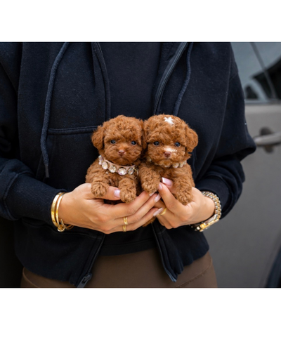 Smallest Poodles EVER, View more