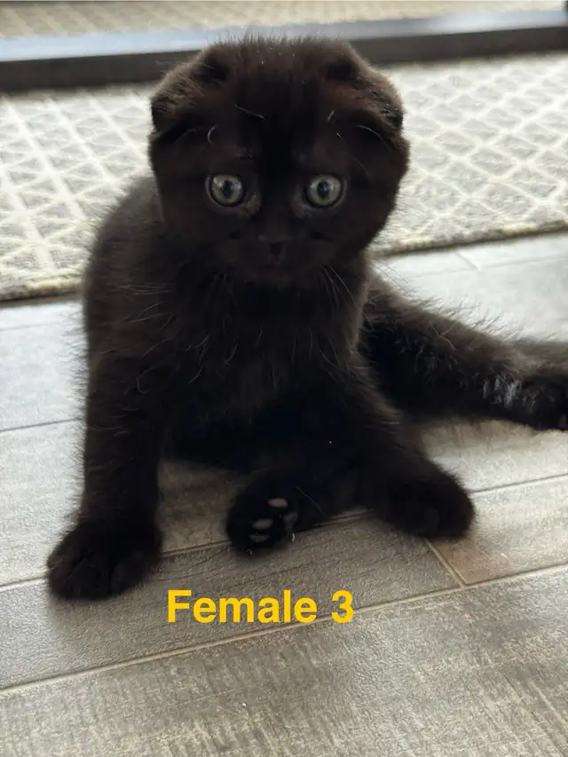 Scottish Fold/Straight kittens, 3 girls left - price inside in Cats & Kittens for Rehoming in Moncton - Image 5
