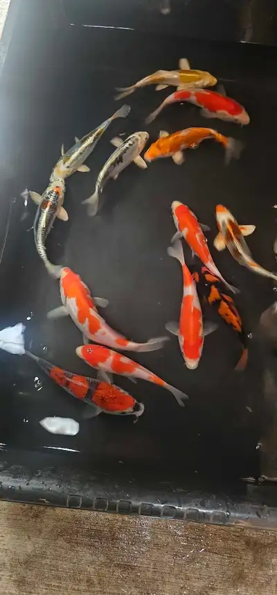 These are the future show pieces to any pond, these are the High Quality koi from fukasawa koi farm....