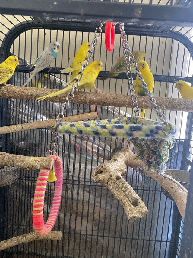Budgies all female in Birds for Rehoming in Winnipeg - Image 4