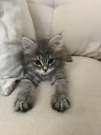 Grey long hair male Tebby long hair male Tebby long hair female 8 weeks old Dewormed Eats hard food...
