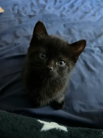 Kitten for sale, View more