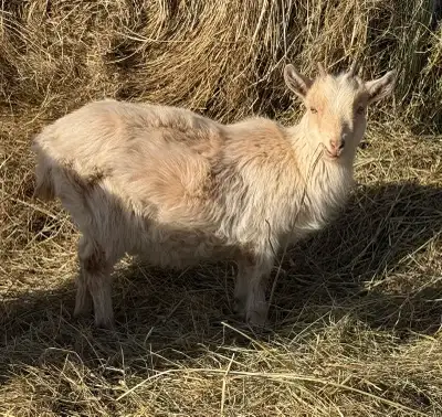 Twin doelings available - mini Alpines, View more