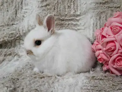 Female Doe Netherland dwarfs baby rabbit White with orange markings Tiny and will max out around 3 p...
