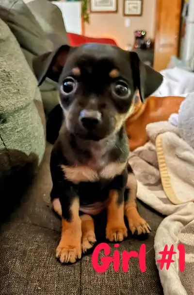 Tiny Chihuahuas, View more