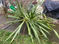 Yucca plants for sale