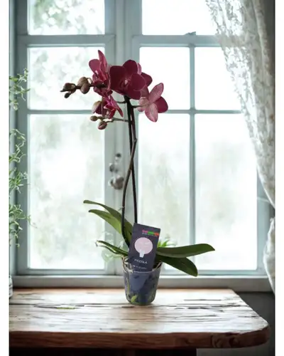 ✨ Orchidée élégante en pot – maintenant dispo! ✨ 35 $ la plante Livraison locale : 10 $ (Mirabel et...