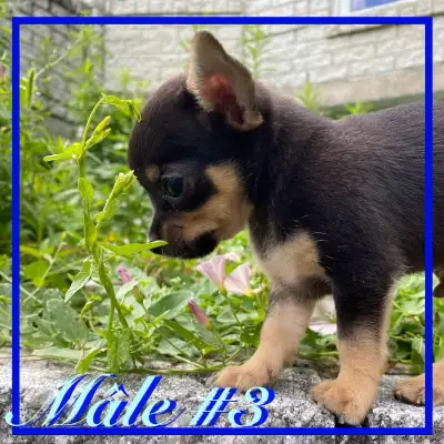 ❤️Chiots Chihuahua X Jack Russell, View more