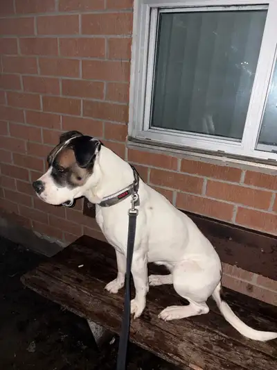 rehoming , View more