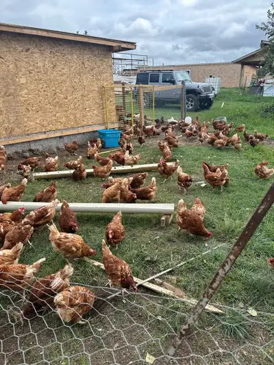 Laying hen and chicks for sale, View more