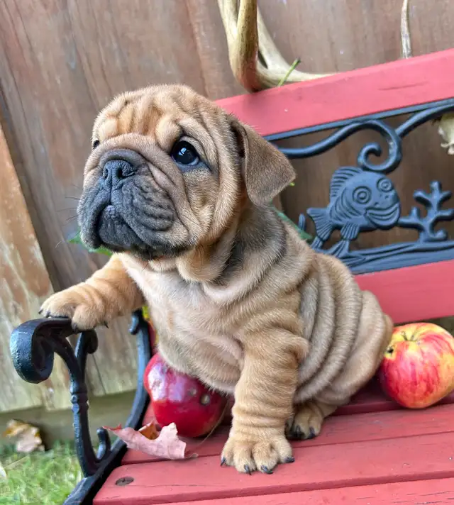 ⭐️BULLDOG ANGLAIS⭐️ in Dogs & Puppies for Rehoming in Québec City - Image 4