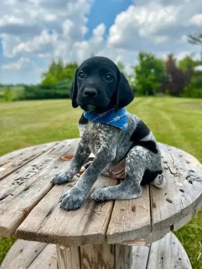UKC registered German shorthaired pointer puppies, View more