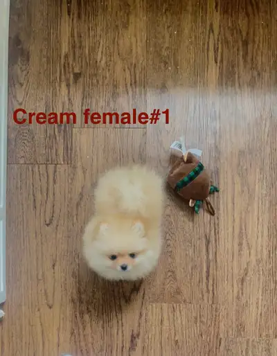 For sale beautiful pomeranian puppies. They already have their first vaccination and deworming. They...