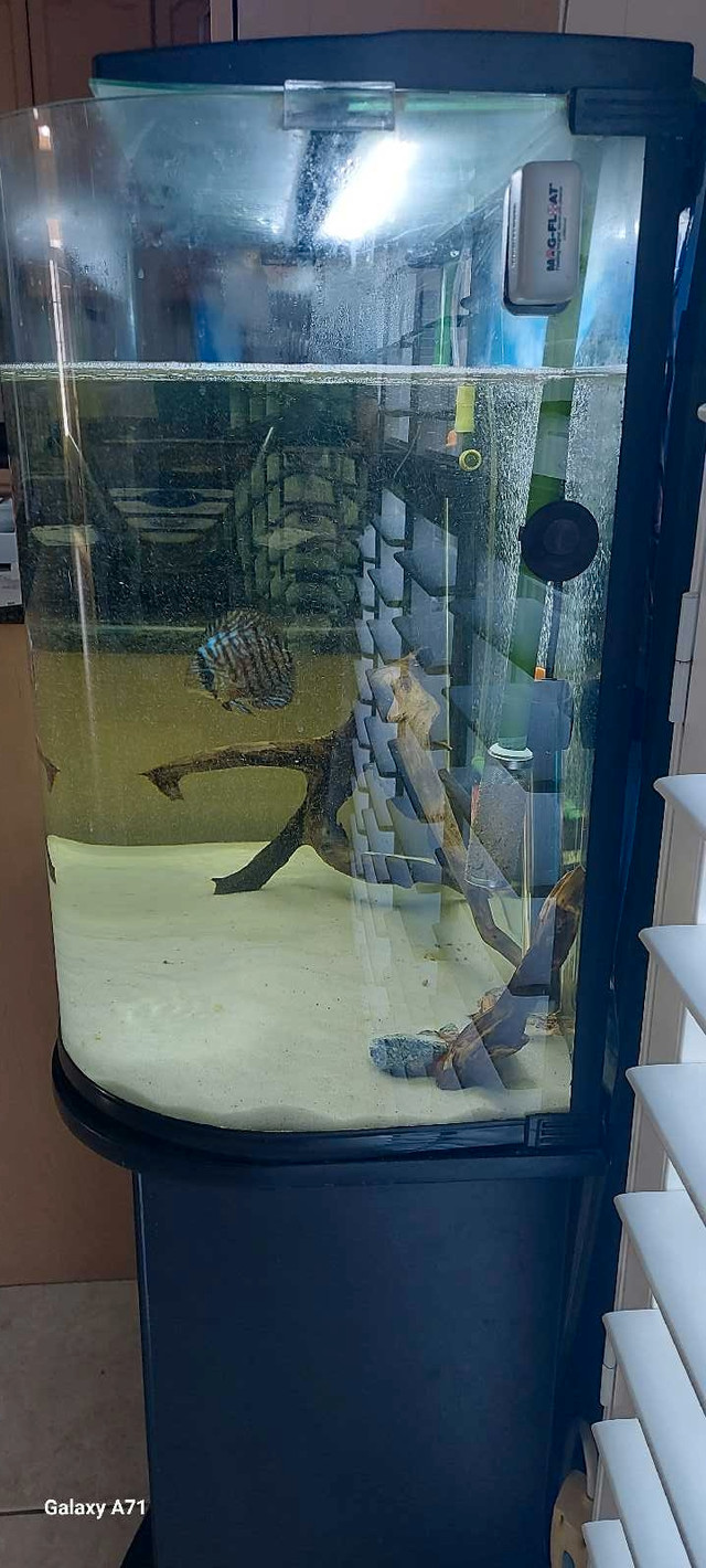 Fish tank 40-50 gallon and Two Discus   in Fish for Rehoming in Oakville / Halton Region - Image 4