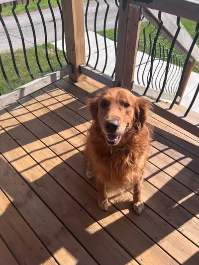 Rehoming Mature Golden Retrieve- Female, View more
