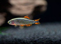 Looking for Celestial Pearl Danio Fish for sale