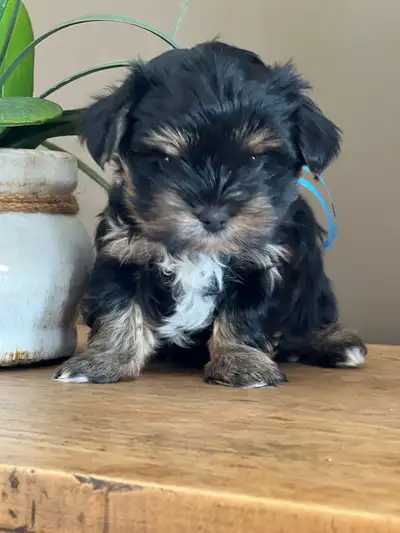 YORKSHIRE NOIR ( mâle ), View more