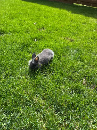 Small rabbit looking for new home , View more