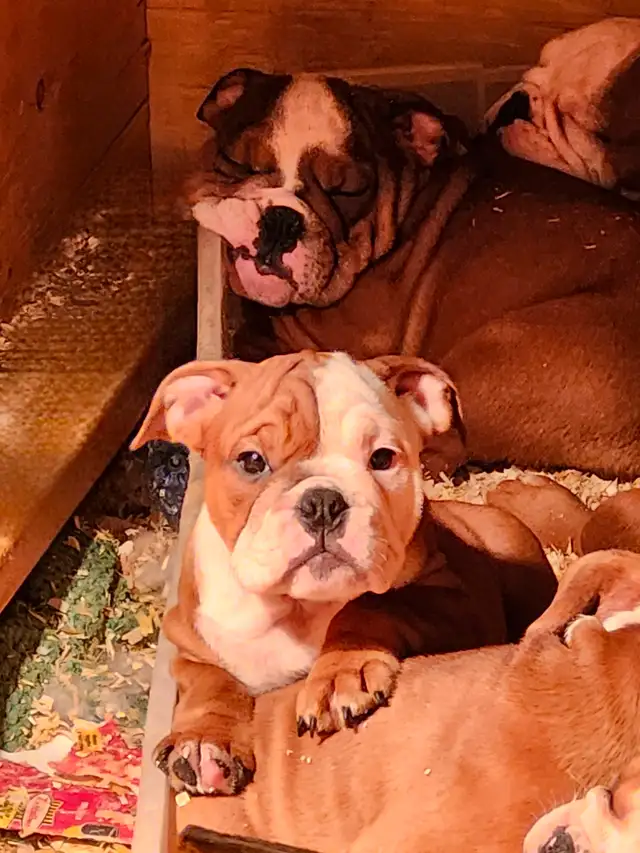 ⭐️ROYAL VICTORIAN BULLDOG'S ⭐️ in Dogs & Puppies for Rehoming in Owen Sound - Image 7