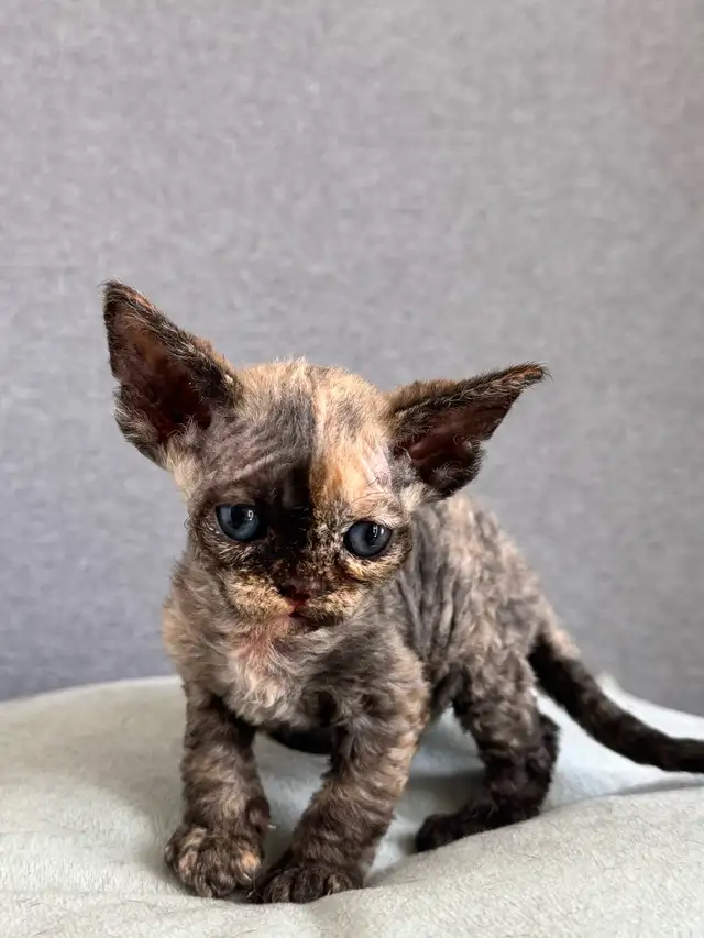 Certified Cattery Devon Rex Kittens For Sale