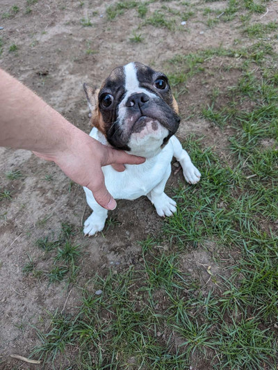 Female french bulldog puppy (Red pied) 