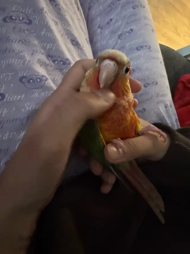 conure b in Birds for Rehoming in Mississauga / Peel Region - Image 10