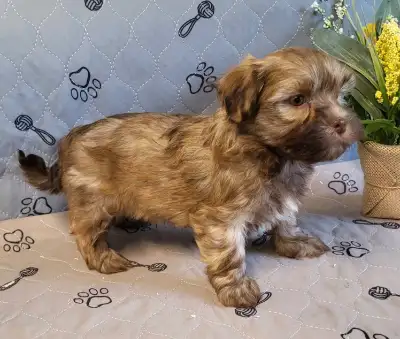 Pure Bred Havanese Puppies Ready for their forever homes., View more