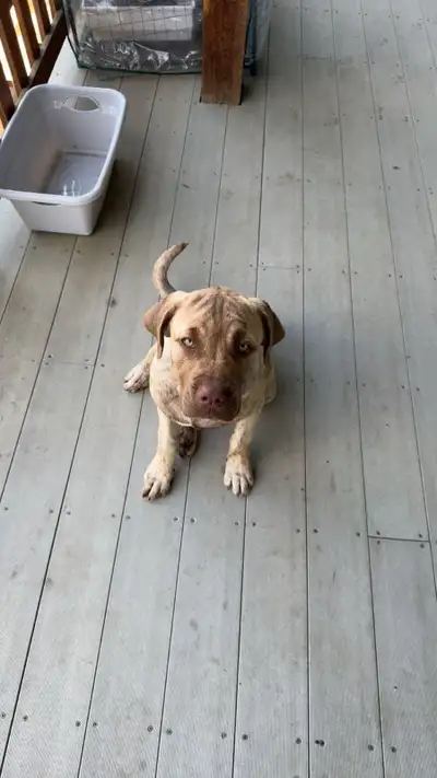 9 month old English mastiff, View more